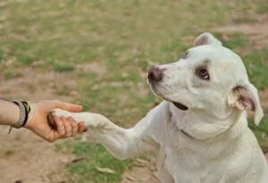 Canine Distemper