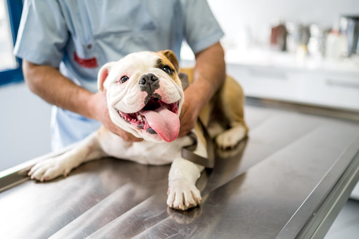 Canine Distemper Disease in Dogs