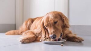 Best Dog Foods For Allergies