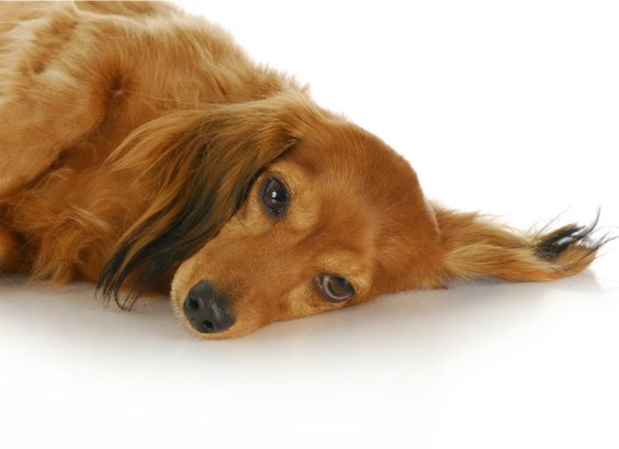 How To Prevent Canine Parvo