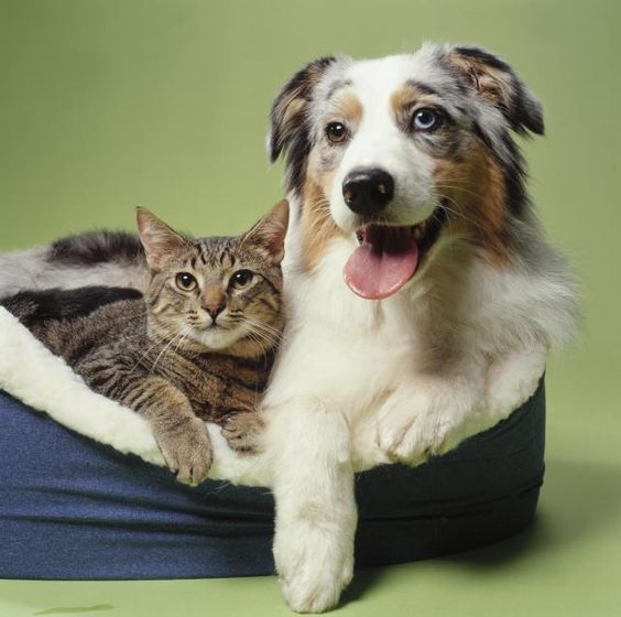 Pet Care Tips at Home