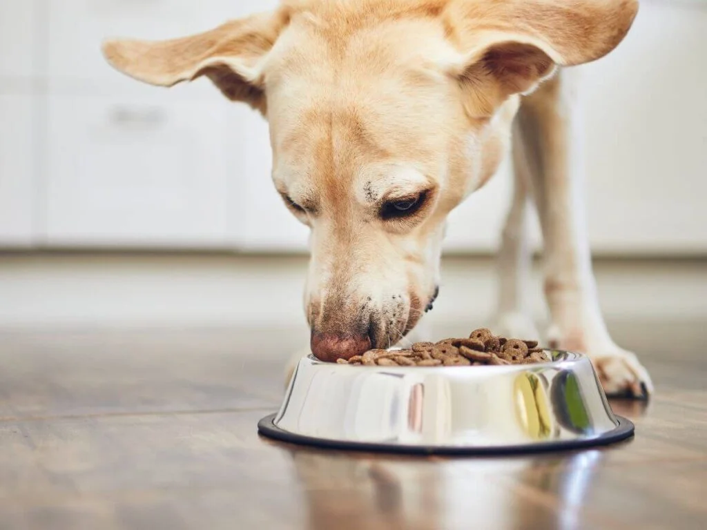 Best dog food for heart problems best sale