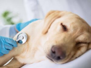 Heart Disease in senior Dogs