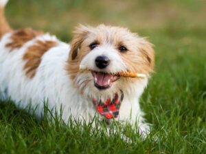 Best Dental Chews For Dogs