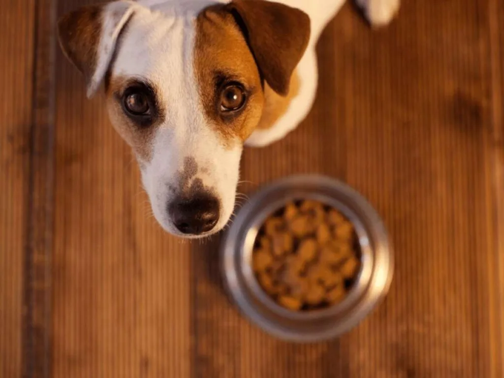 Brewers Yeast for Dogs