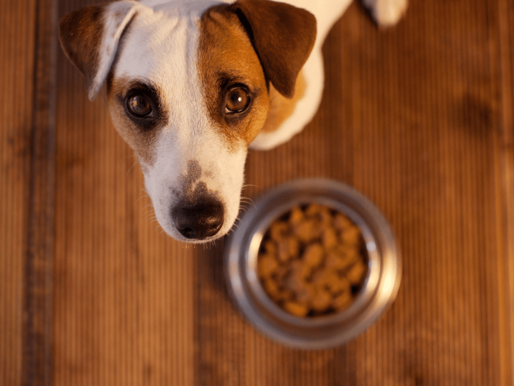 Canine-Brewers-Yeast