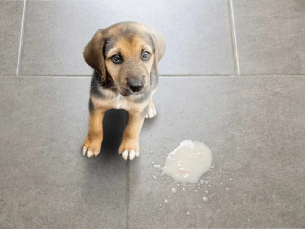 Dog Stomach Issues