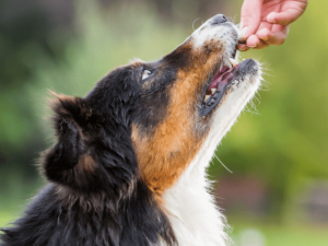 Best-Dog-food-for-puppies