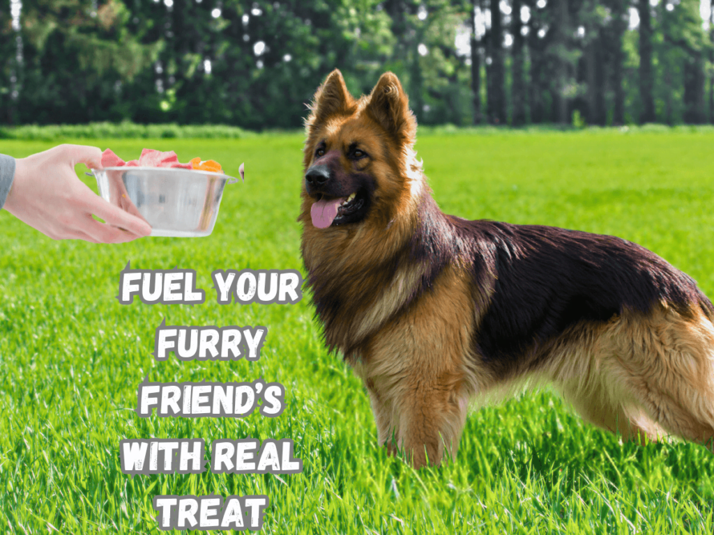 Best-Dog-Food-For-German-Shepherds