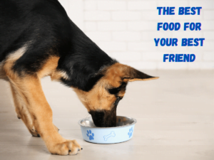 Best-Dog-food-for-German-shepherd-adults