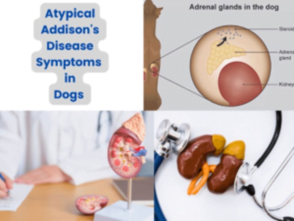 Atypical Addisons-Disease Symptoms in Dogs