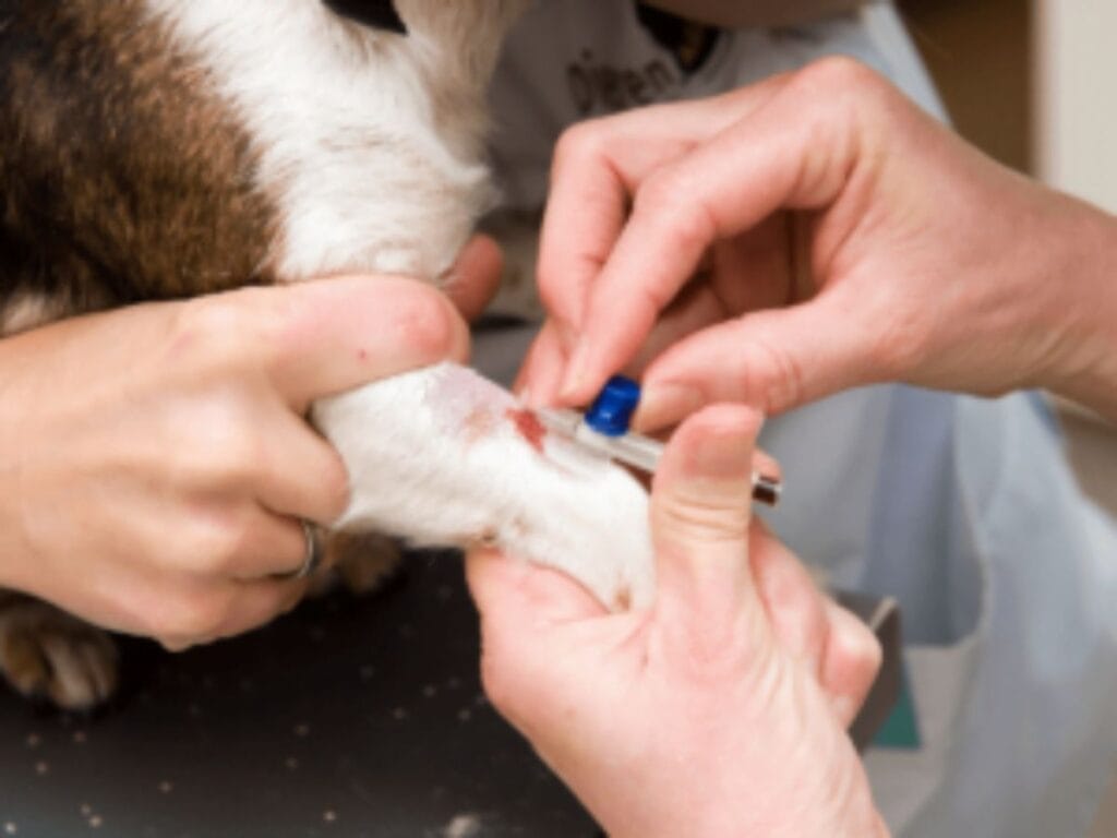 Atypical Addison's-Disease in Dogs Treatment