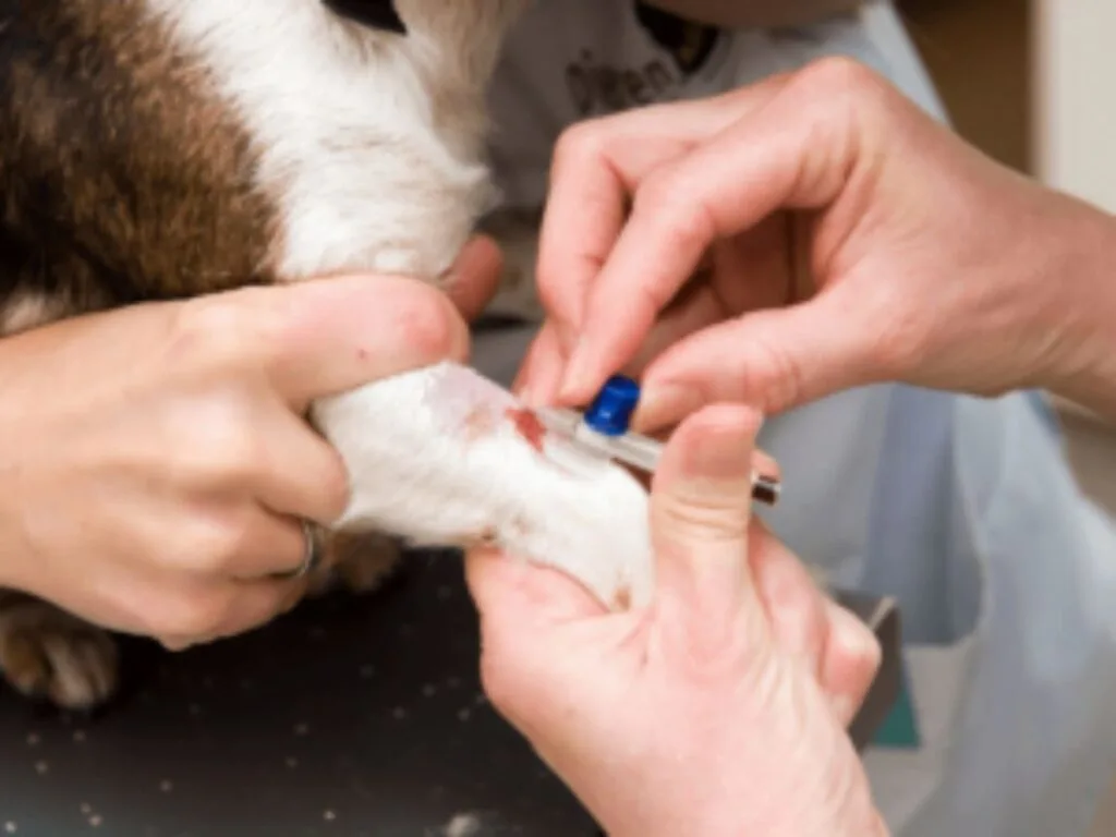 Atypical Addison's-Disease in Dogs Treatment