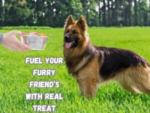 Best Dog Food for German Shepherds