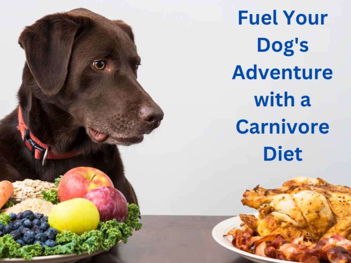 Nature's Blend Dog Food