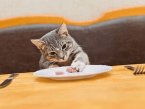 Rachael Ray Cat Food