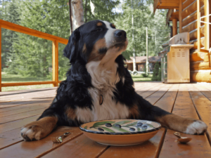 best-dry-dog-foods