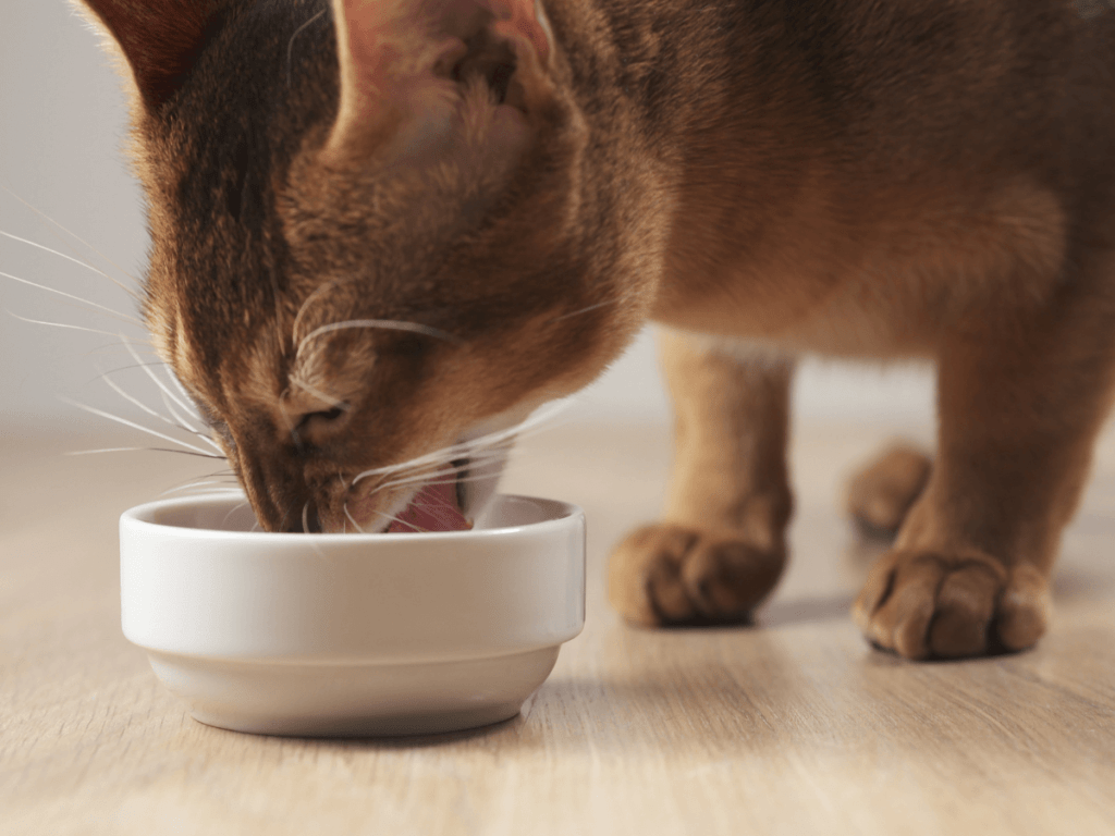 cat-food (1)