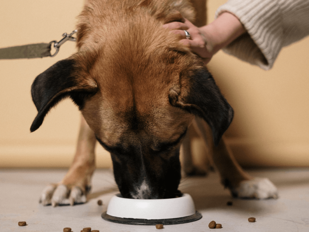 dog-food-for-sensitive-stomach (1)