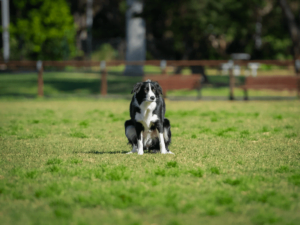 blood-in-dog-poop