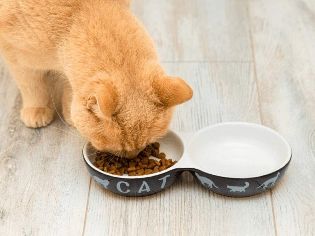 Is Orijen Cat Food Good