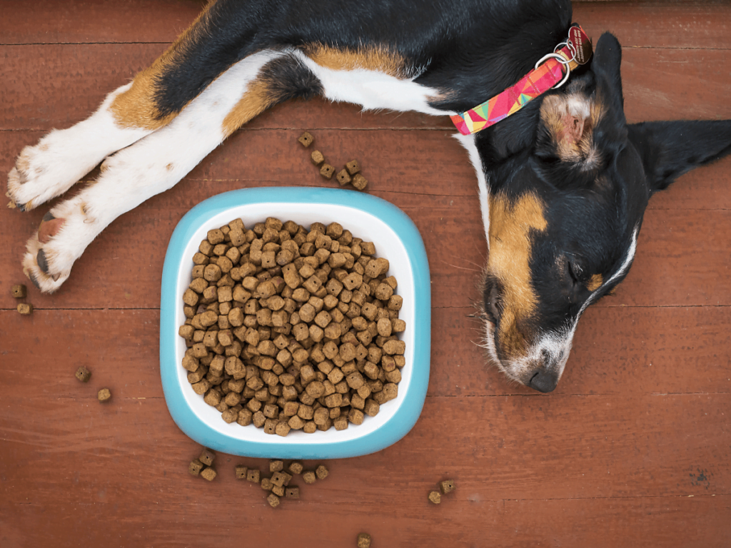 sensitive-stomach-dog-food (1)