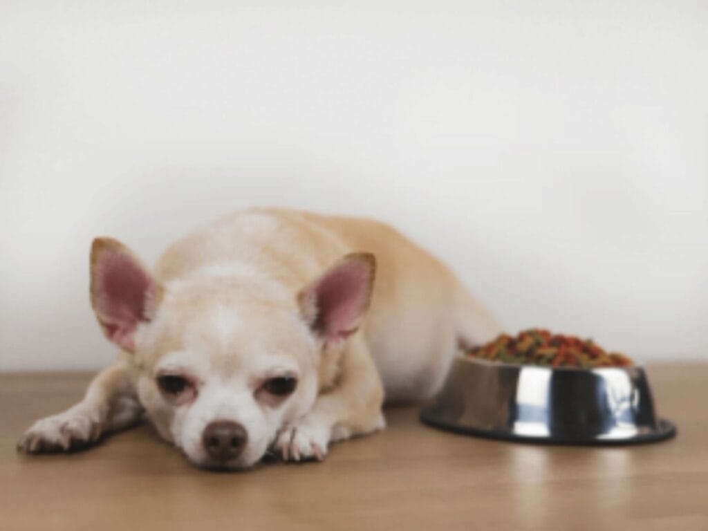 Signs to Watch Dog Pooping Blood