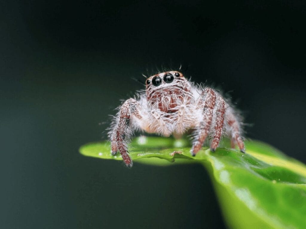 How to Keep Jumping Spider as a Pet