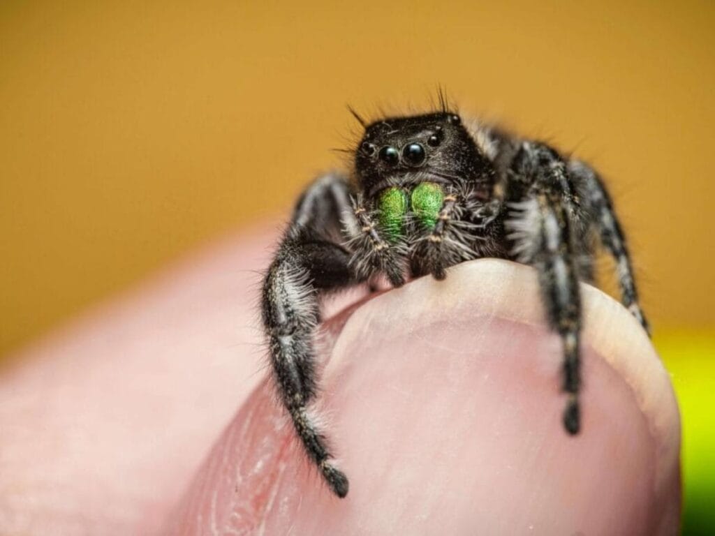 Pet Jumping Spider