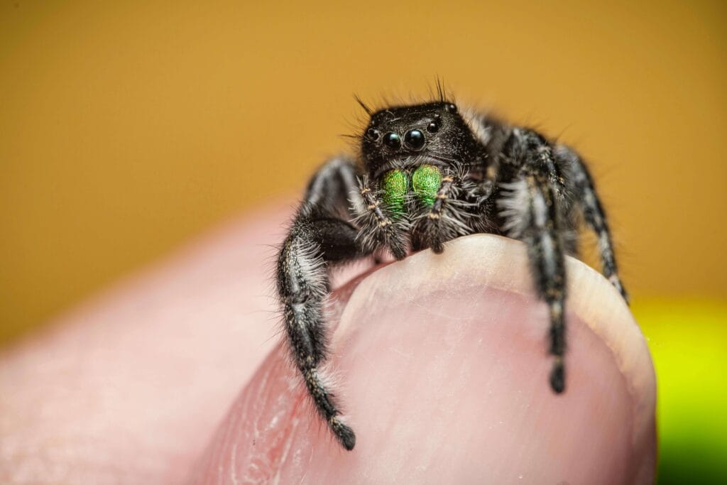 pet-jumping-spider