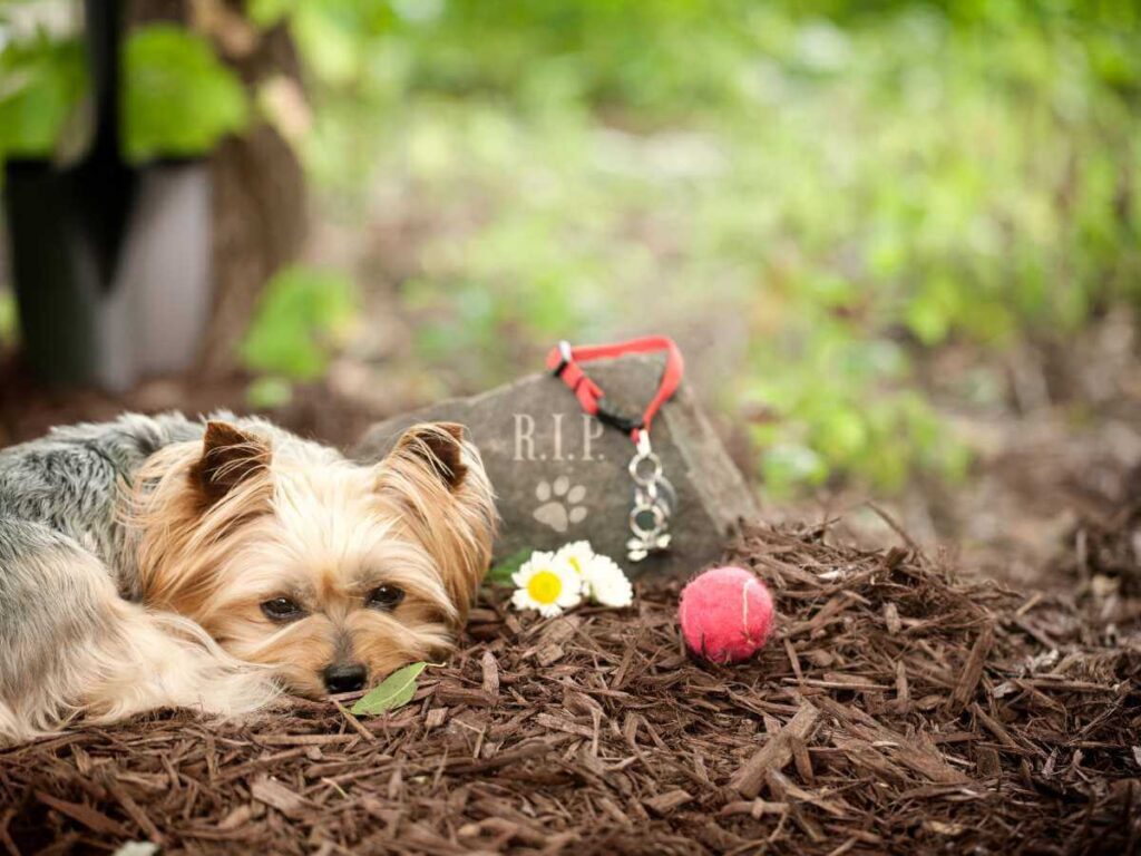 pet-memorials