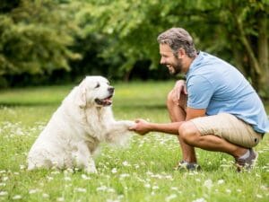 Brewers Yeast for Dogs