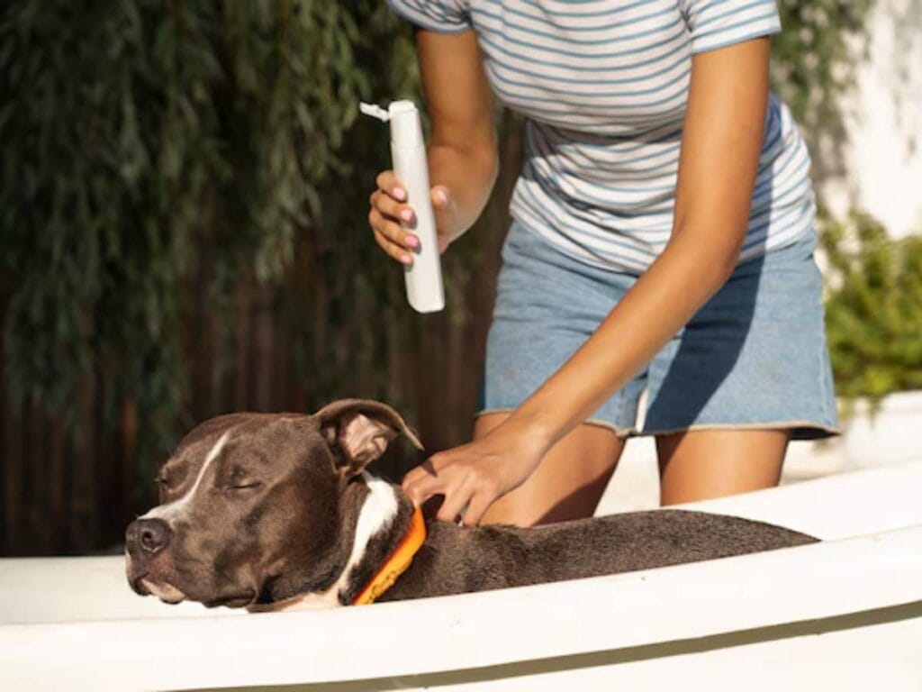 Best Types of Pet Odor Eliminators