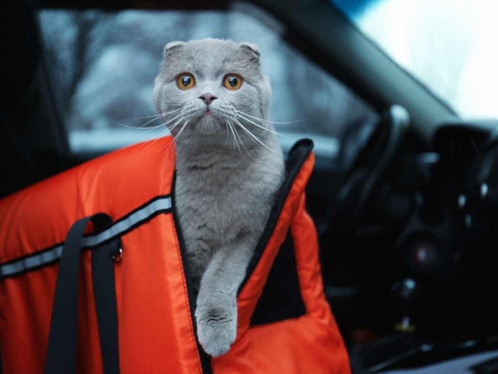 pet carriers