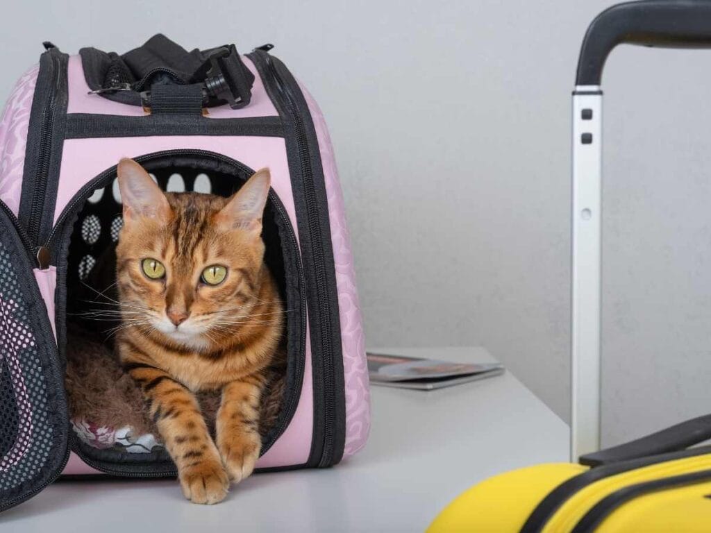 pet carriers for cats