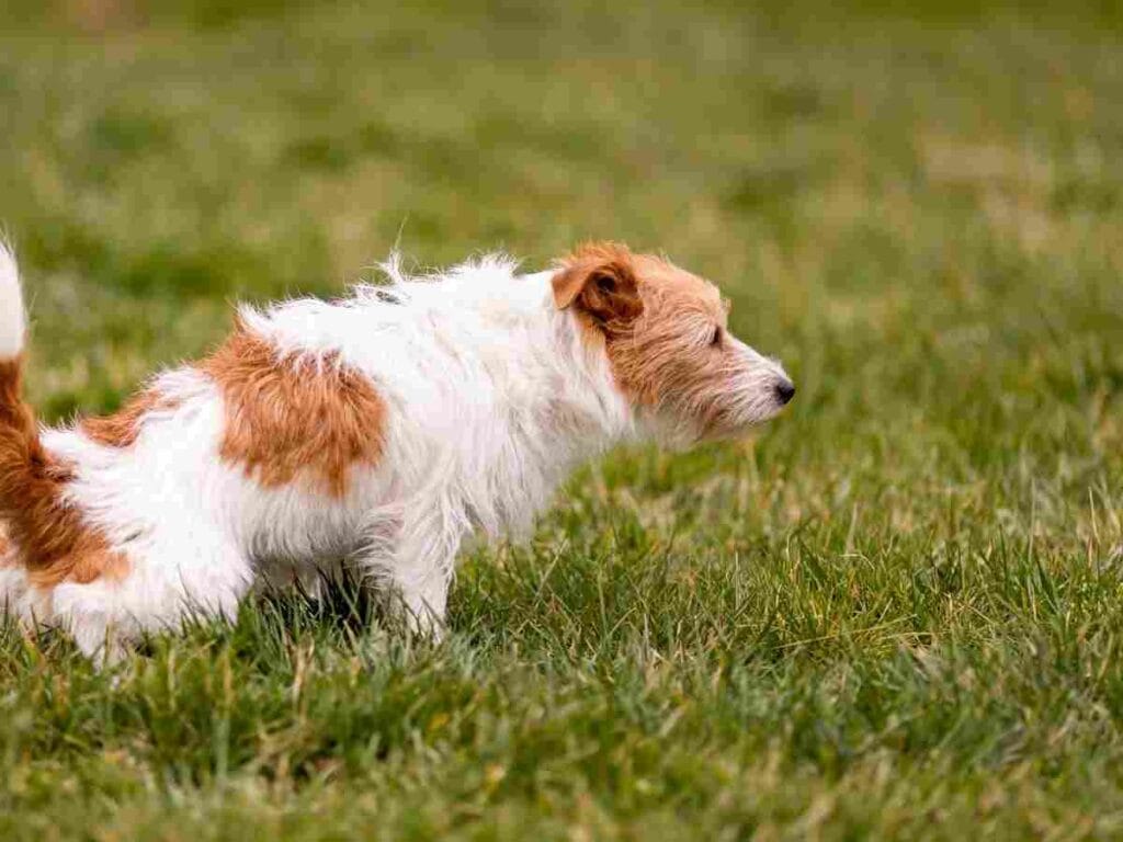 diarrhoea in dogs