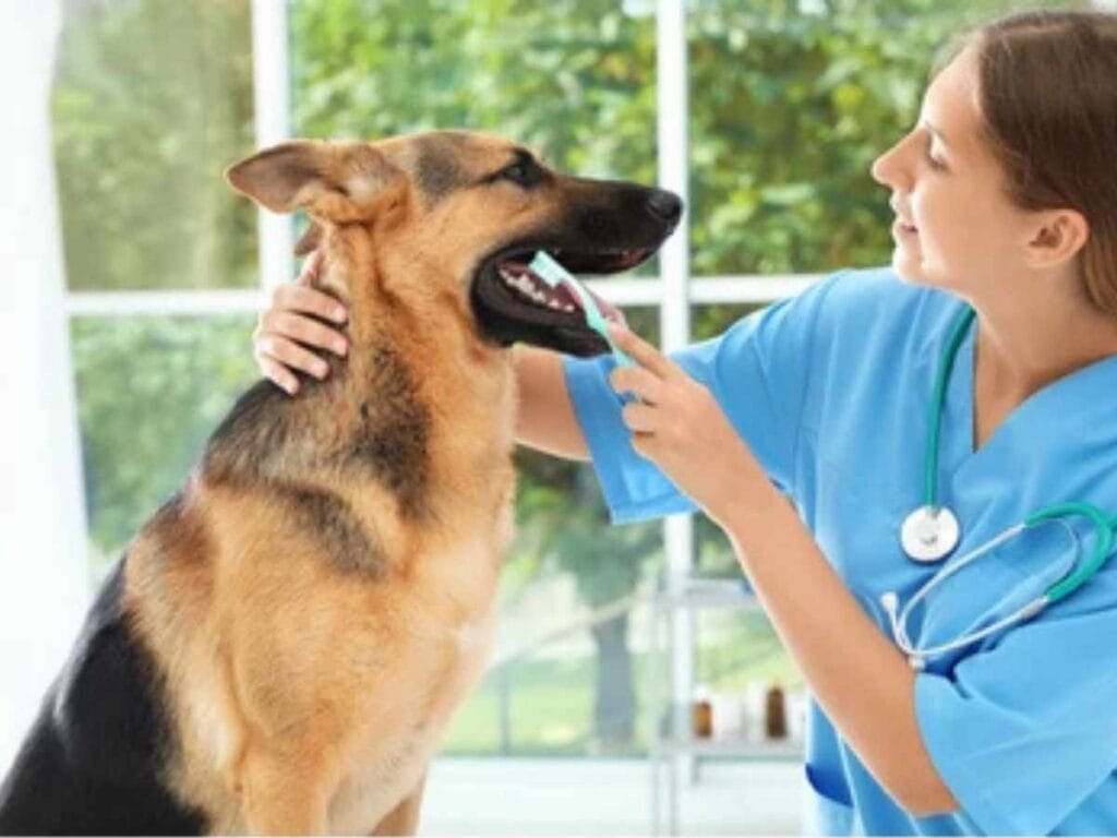 Dog Teeth Cleaning