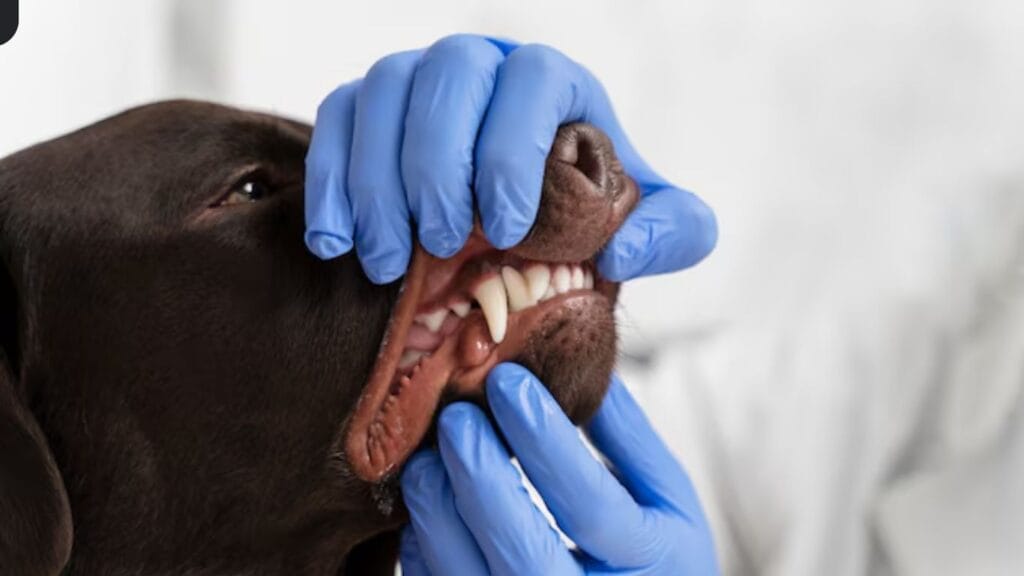 Dog Teeth Cleaning at Home