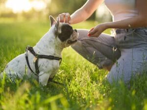 Natural Flea and Tick Control for Dogs