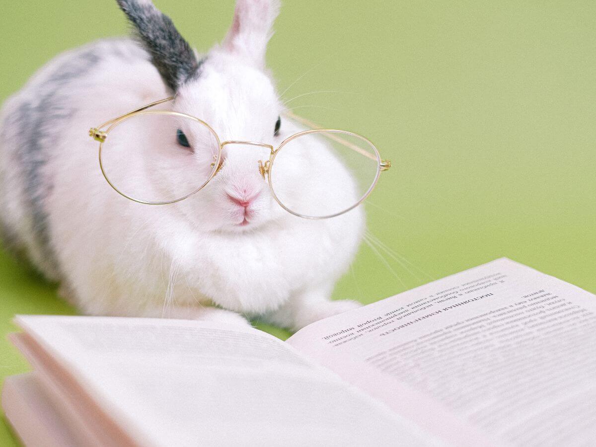 bunny names