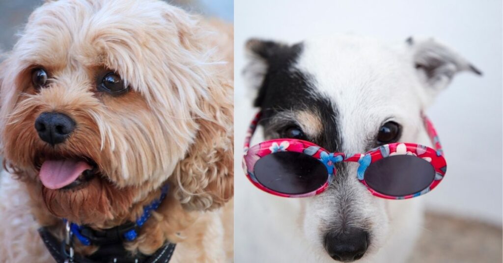 benadryl dosage for dogs