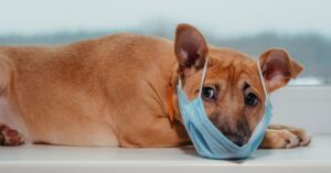 Bendryl for dogs