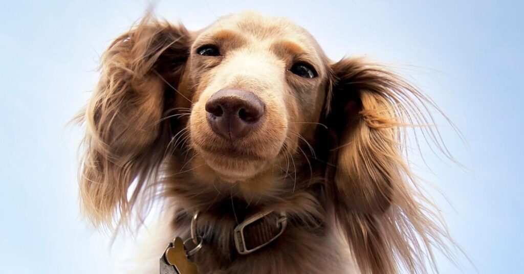 Do dachshunds shed