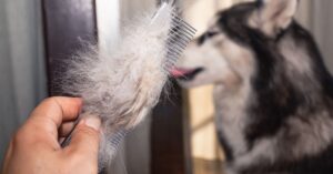 Do long hair Dachshunds shed alot