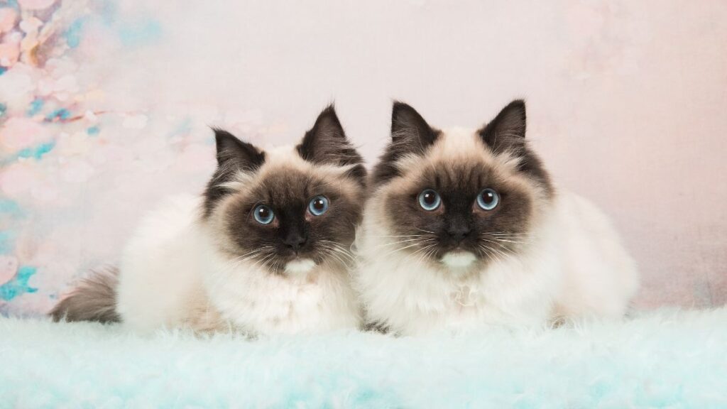 do ragdoll cats shed