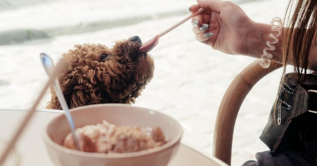 how much milk chocolate can harm a dog