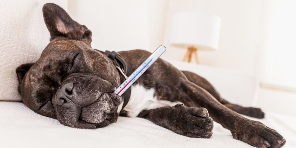 Is Bendryl safe for dogs