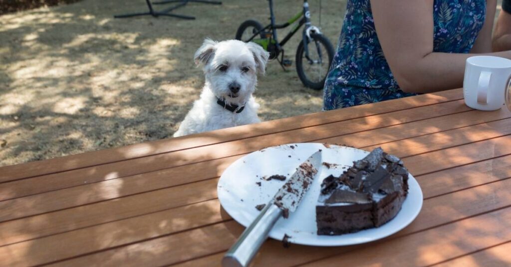 My Dog ate chocolate but is acting fine