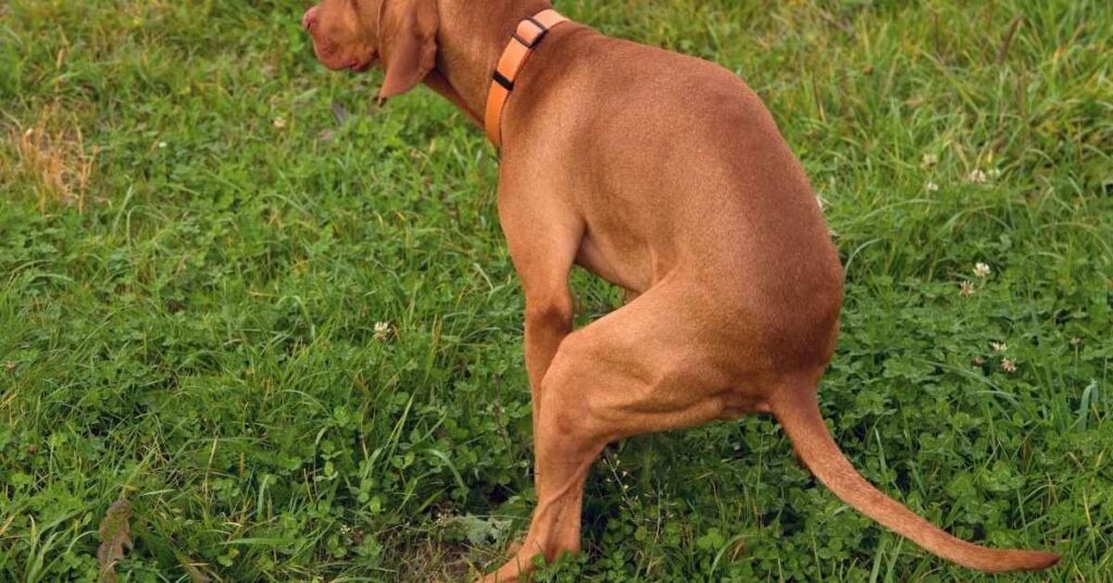 dog heat