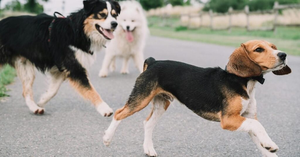 dog heat cycle